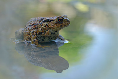 BUITEN BEELD Foto: 381238