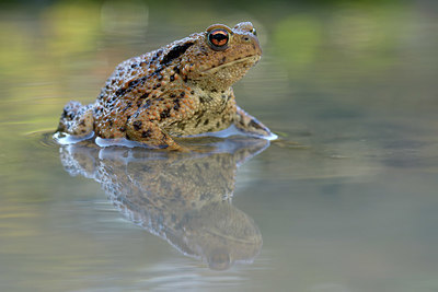 BUITEN BEELD Foto: 381239