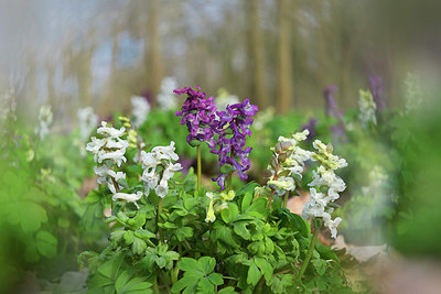 BUITEN BEELD Foto: 381270