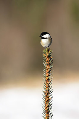 BUITEN BEELD Foto: 381316