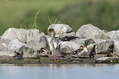 BUITEN BEELD Foto: 381332