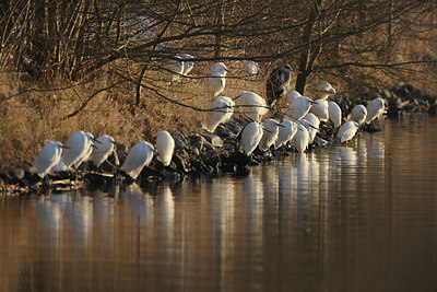 BUITEN BEELD Foto: 381343