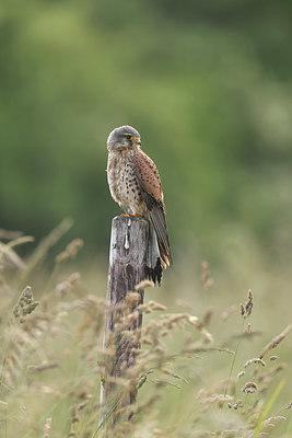 BUITEN BEELD Foto: 381348