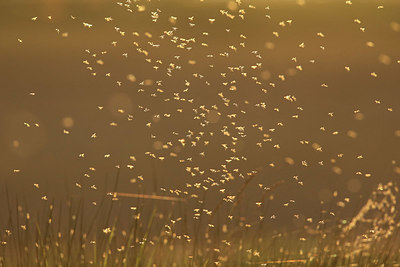 BUITEN BEELD Foto: 381349