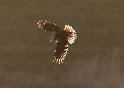 BUITEN BEELD Foto: 381366