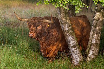 BUITEN BEELD Foto: 381448