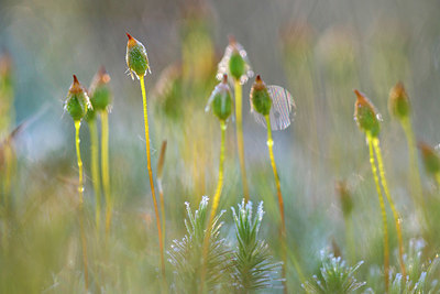 BUITEN BEELD Foto: 381450