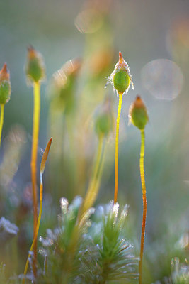 BUITEN BEELD Foto: 381454