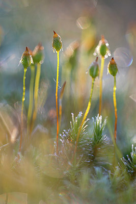 BUITEN BEELD Foto: 381457