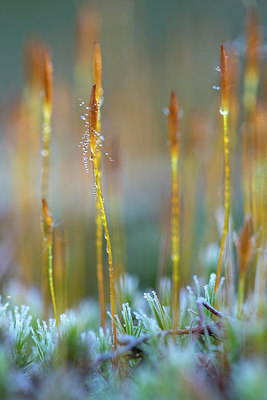 BUITEN BEELD Foto: 381466