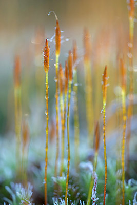 BUITEN BEELD Foto: 381467