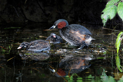 BUITEN BEELD Foto: 381506
