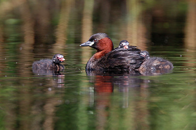 BUITEN BEELD Foto: 381509