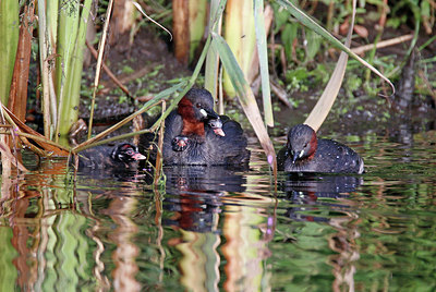 BUITEN BEELD Foto: 381519