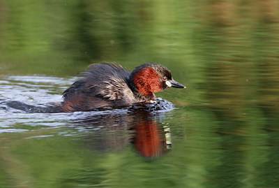 BUITEN BEELD Foto: 381520