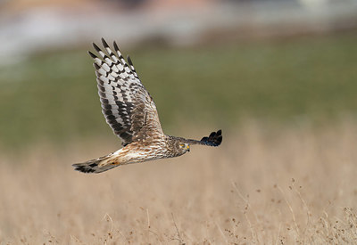 BUITEN BEELD Foto: 381551