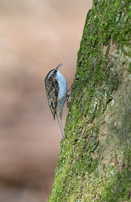 BUITEN BEELD Foto: 381606