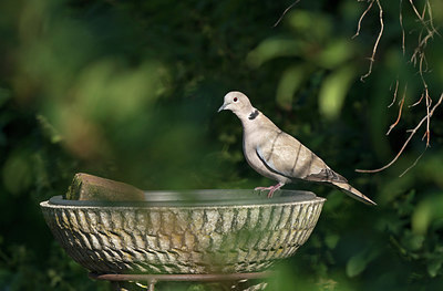 BUITEN BEELD Foto: 381607