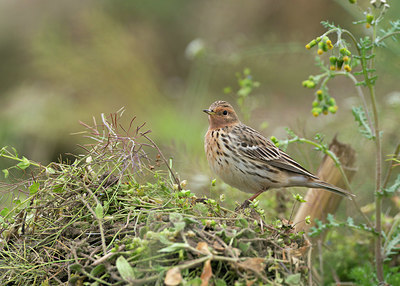 BUITEN BEELD Foto: 381616