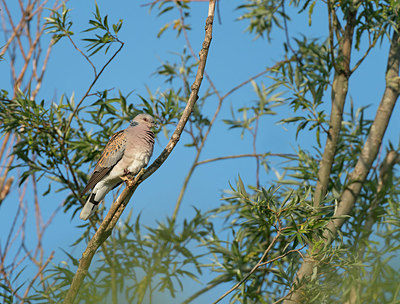 BUITEN BEELD Foto: 381626