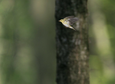 BUITEN BEELD Foto: 381627