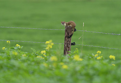 BUITEN BEELD Foto: 381630