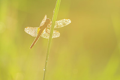 BUITEN BEELD Foto: 381646