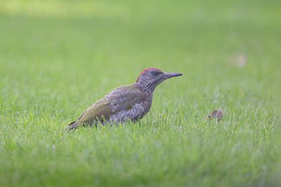BUITEN BEELD Foto: 381701
