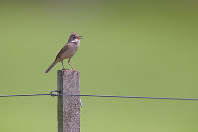 BUITEN BEELD Foto: 381702