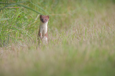 BUITEN BEELD Foto: 381712