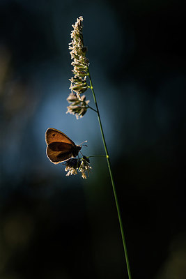 BUITEN BEELD Foto: 381719