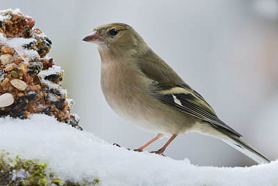 BUITEN BEELD Foto: 381729