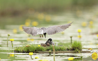 BUITEN BEELD Foto: 381800