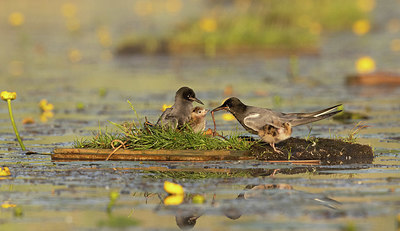 BUITEN BEELD Foto: 381806