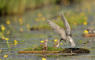 BUITEN BEELD Foto: 381808