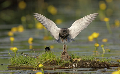 BUITEN BEELD Foto: 381809