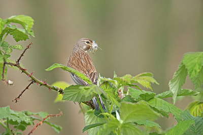 BUITEN BEELD Foto: 381883