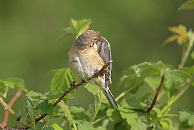 BUITEN BEELD Foto: 381886