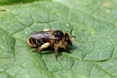 BUITEN BEELD Foto: 381887