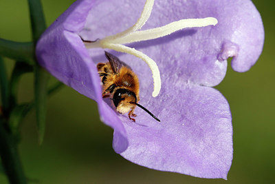 BUITEN BEELD Foto: 381888