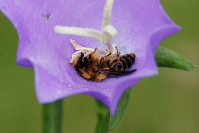 BUITEN BEELD Foto: 381889