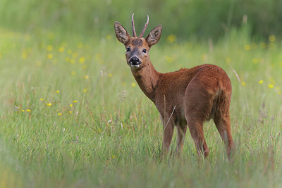 BUITEN BEELD Foto: 381895