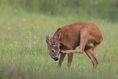 BUITEN BEELD Foto: 381896