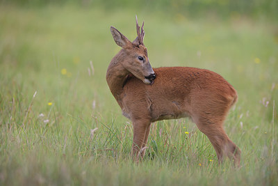 BUITEN BEELD Foto: 381897