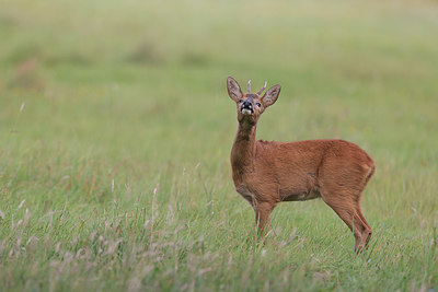 BUITEN BEELD Foto: 381898