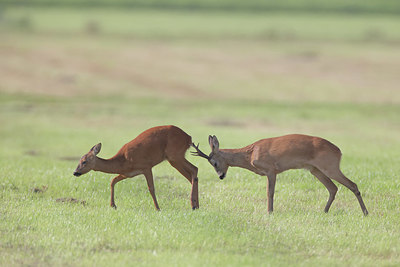 BUITEN BEELD Foto: 381900