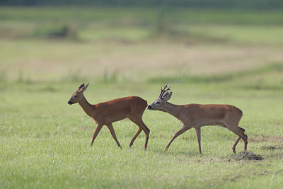 BUITEN BEELD Foto: 381901