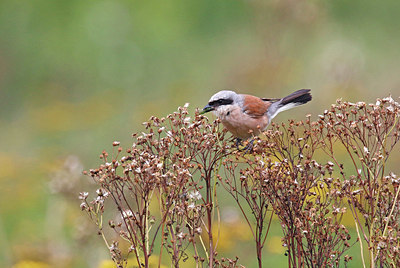 BUITEN BEELD Foto: 381910