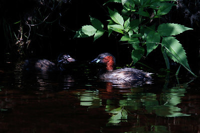 BUITEN BEELD Foto: 381911