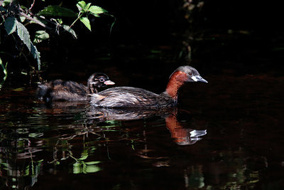 BUITEN BEELD Foto: 381912